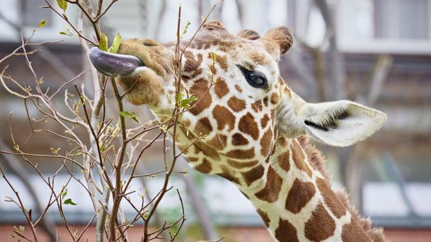 Giraffe Amari liebt es, Laub zu knabbern. Im Winter gibt es das nur tiefgekühlt