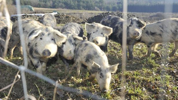 Die Hälfte der Schweine im Gehege hat überlebt, 30 Tiere sind verendet