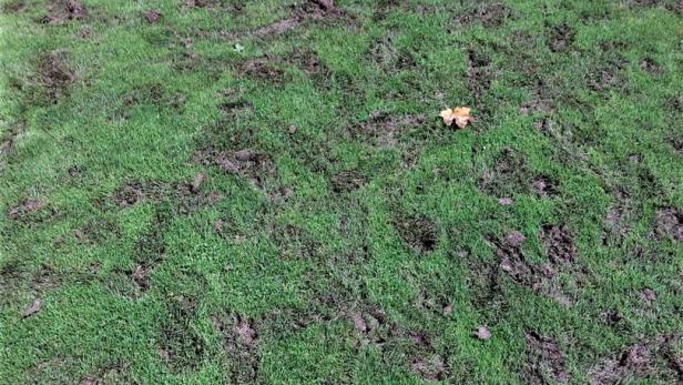 Tiefe Gräben nach Fußballmatch zwischen Schattendorf und Siegendorf