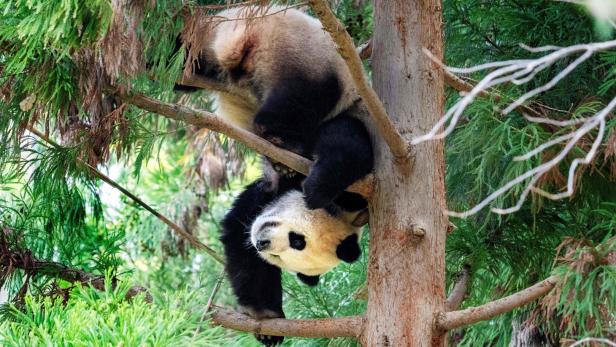 Am letzten Besuchstag vor seinem Umzug nach China hing Panda Xiao Qi Ji noch an einem Baum in seinem Gehege im Smithsonian National Zoo in Washington, DC.