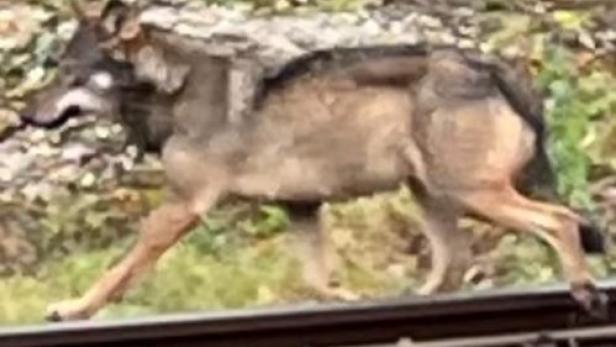Aufregung in NÖ: Wolf wurde gefilmt, als er durch Ort lief