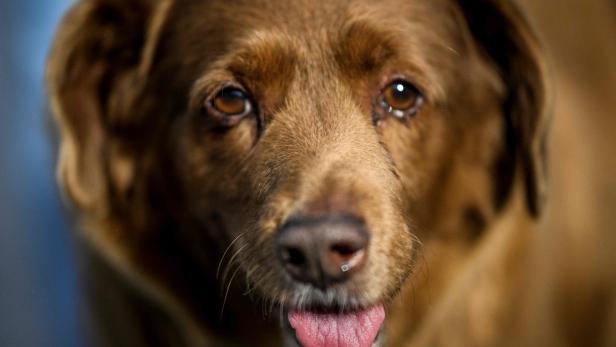 Tierische Methusalems: Von 30-jährigen Hunden und 100-jährigen Kakadus