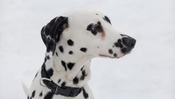 Tiercoach: Wenn das Winterfell Hunde nicht ausreichend wärmt