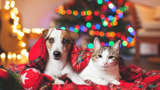 So viel Budget planen Haustierhalter für tierische Weihnachtsgeschenke ein