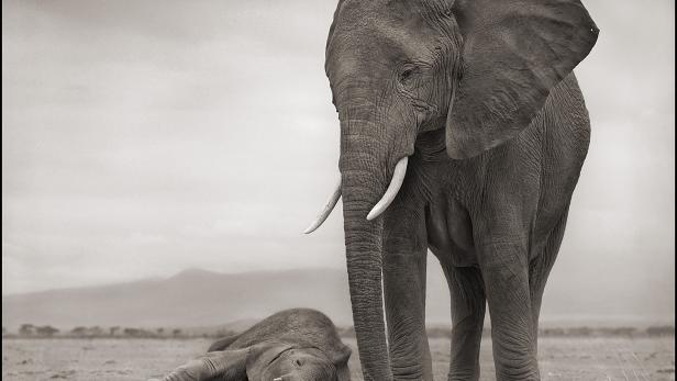 Ein erwachsener Elefant steht neben einem schlafenden Elefantenbaby in einer Savanne.