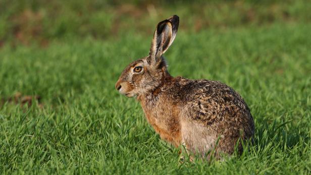 Der Naturschutzbund bestimmt: der Feldhase ist &quot;Tier des Jahres 2015&quot;.