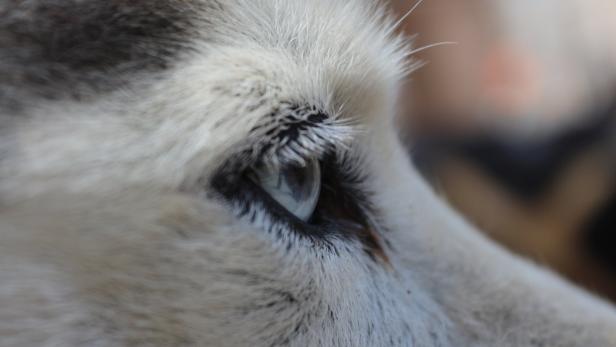 Spaß am Laufen: Die Rennhunde vom Huskyhof Waldviertel