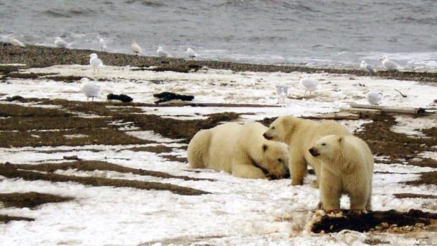 Eine Eisbärfamilie ruht sich an einem Strand mit Möwen aus.