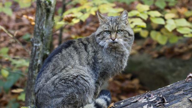 Eine Europäische Wildkatze sitzt im Wald.