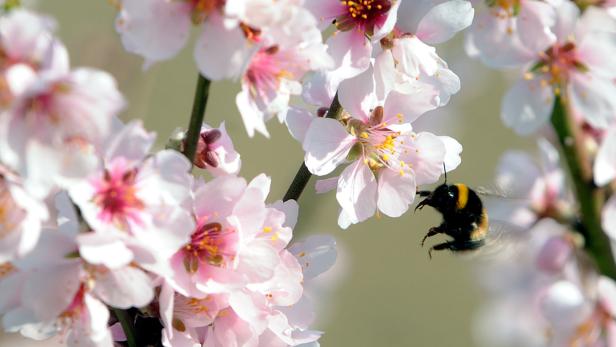 Eine Hummel fliegt zu den rosa Blüten eines Mandelbaums.
