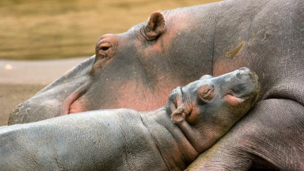 Die Milch von Nilpferden ist rosa. Eine Tasse voll rosafarbener Nilpferdmilch enthält etwa 500 Kalorien und hat eine Konsistenz, die ähnlich wie Joghurt ist, weswegen Baby-Hippos die Milch auch unter Wasser trinken können.