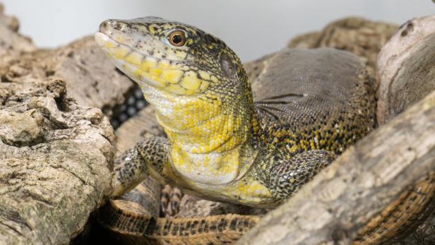 Krokodilschwanzteju in Schönbrunn nachgezüchtet