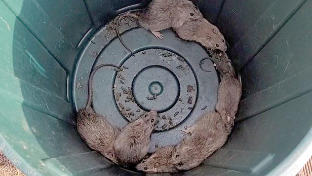 Mehrere Ratten stecken in einem Eimer fest.