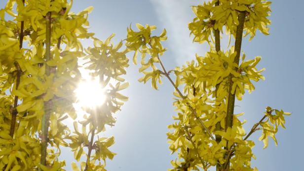 Gelbe Forsythienblüten leuchten vor blauem Himmel in der Sonne.