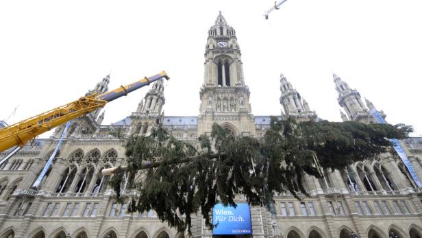 Christbaum vor Wiener Rathaus aufgestellt