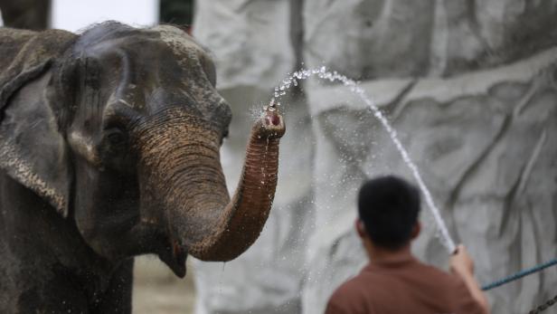 "Traurigster Elefant der Welt" im Zoo von Manila gestorben
