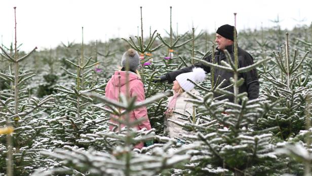 Frau und Kind suchen mit Mann Christbaum aus