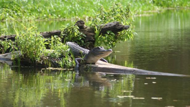 Blues und Krokodile im Mississippi-Delta