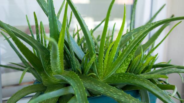 Tipp der Gärtnerin: So geht die Rettung für die Aloe vera