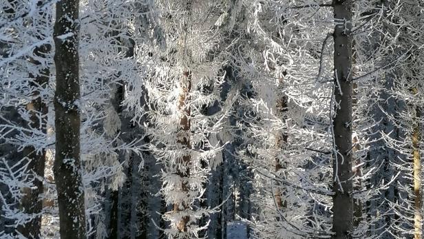 Wald im Schnee, Winterlandschaft am Jauerling