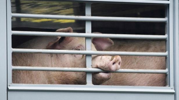 Schlachtvieh und Haustier-Handel: EU peilt verbesserten Tierschutz an