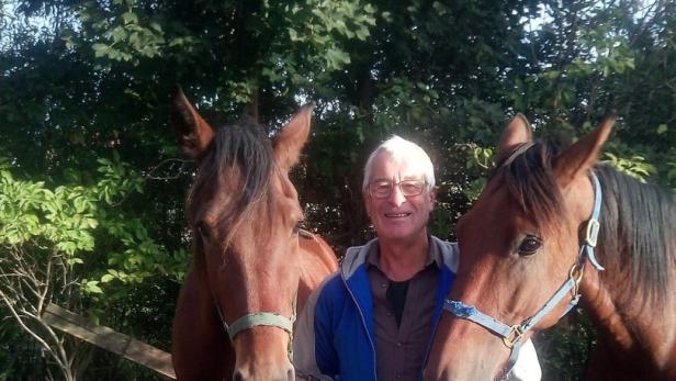 DNA nachgewiesen: Wolf attackierte Pferde im Stall in Niederösterreich