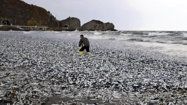 Ein Bild, das sich kilometerlang an den Stränden der Insel Hokkaido bot: Tagelang wurden Hunderttausende tote Makrelen und Sardinen angespült. Die Regierung warnt, die Tiere zu essen