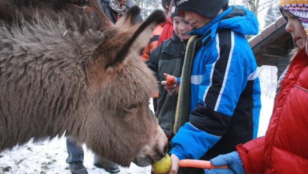 Naturpark Buchenberg bietet reizvolles Weihnachtsprogramm