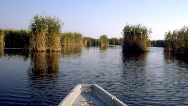 Blick von einem Boot auf einen Fluss, der von Schilf gesäumt ist.