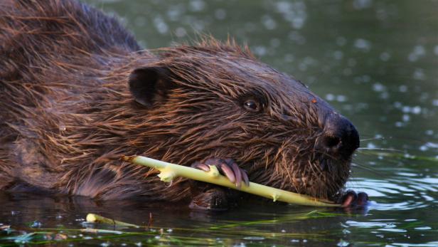 Ein Biber schwimmt im Wasser und nagt an einem Stock.