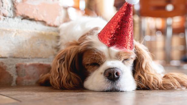 Ein kleiner Hund mit rotem Partyhütchen schläft friedlich.