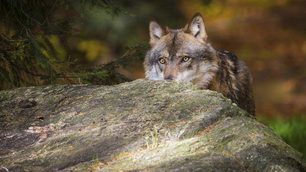 FPÖ warnt mit Schildern vor "Lebensgefahr im Wolfsgebiet"