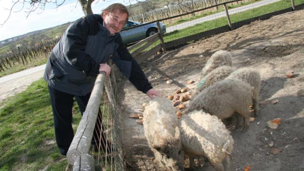 Ein Mann streichelt ein Schaf auf einer Weide.