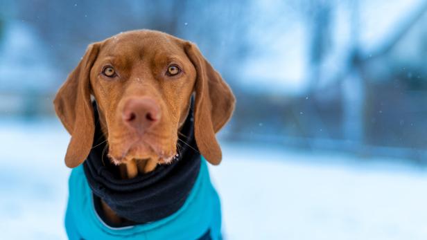Kurzhaarige Ungarische Vorstehhund steht im Schnee und trägt einen blauen Schal.