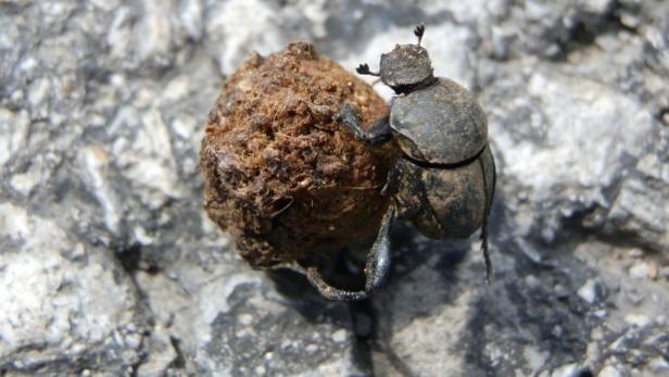 Ein Pillenwälzer-Käfer rollt eine Kotkogel vor sich her.