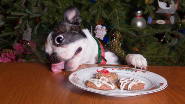 Ein Hund leckt sich über die Lippen, während er auf einen Teller mit Weihnachtsplätzchen schaut.