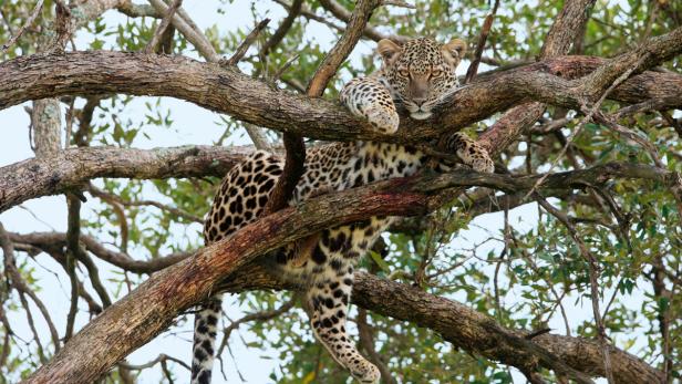 Die Serengeti ist das Kronjuwel Tansanias. Als eine von Afrikas komplexesten und am wenigsten gestörten Ökosystemen, bewegt sie sich zwischen Sommertrockenheit bis zu grünem Winter und üppigem Frühling. Der Bildband &quot;Serengeti&quot; von Reinahrd Radke (Knesebeck Verlag) zeigt die Beziehung von Tier und Umwelt in der ostafrikanischen Savanne und macht Lust auf eine Reise in das endlose Land.