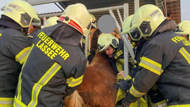 Feuerwehr befreite eingeklemmtes Pony in Niederösterreich