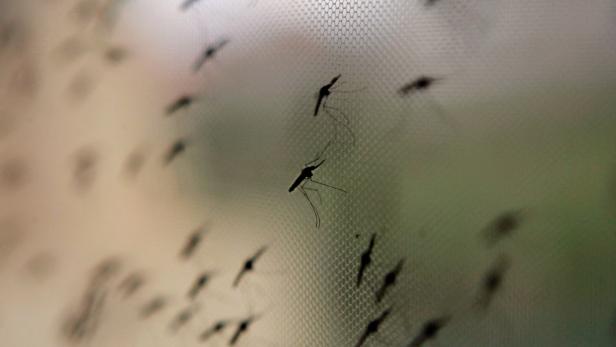 Die Anopheles-Mücke überträgt Malaria