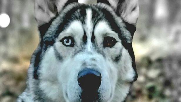 Auf der Rax entlaufen: Husky "Yukon" nach 17 Tagen wiedergefunden