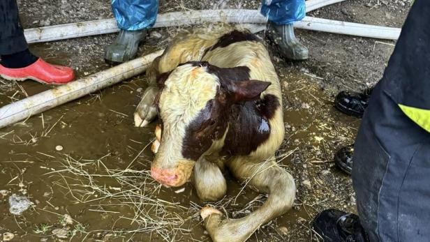 Kleiner Stier &quot;Peter&quot; überlebte schockierenden Unfall