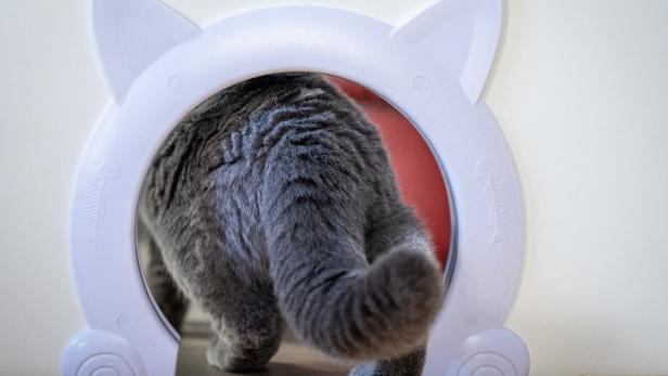 "Fat Cat Day": Wie viel Österreichs ATX-Vorstände verdienen