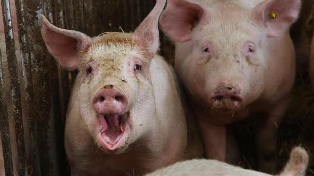 Von Schwein bis ORF: Diese unsauberen Gesetze gehören repariert