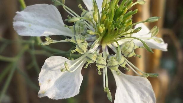 Weiße Acker-Schwarzkümmel-Blüte