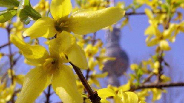 Der Berliner Fernsehturm ist am Donnerstag (17.04.2003) hinter Forsythienblüten zu sehen. Der Strauch gehört zu den am meisten verbreiteten in der Region, weiß ein Experte vom Botanischen Garten in Dahlem. Er wurde 1833 aus China nach Europa gebracht, zählt aber mittlerweile zu den einheimischen Gewächsen. Foto: Michael Hanschke dpa/lbn (zu dpa/lbn 4226 &quot;Hauptstadt in Gelb: Forsythien zu Ostern in voller Blüte&quot; vom 17.04.2003)