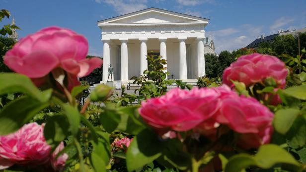 Pinke Rosen vor dem weißen Theseustempel im Wiener Volksgarten