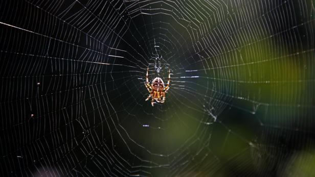 Wie die Angst vor Spinnen und Höhenangst zusammenhängen