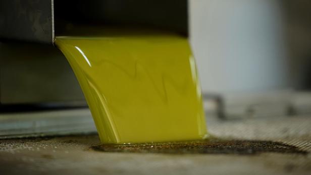 Frisch gepresstes Olivenöl fließt aus einer Anlage