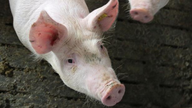 Entlüftung in steirischem Stall blockiert: 45 Schweine verendet