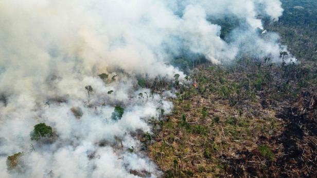 Erfolg für Lula: Abholzung in Brasiliens Regenwald halbierte sich
